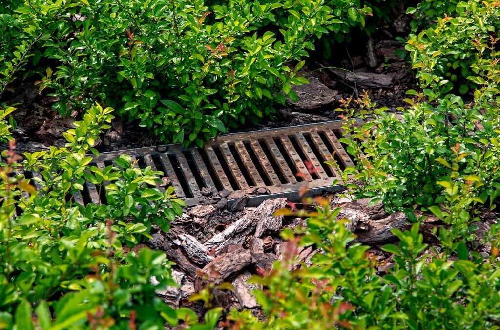 How Your Drainage Problem Can Make Late Summer Unhealthy