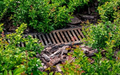 Downloader.la 6315c5d1778cb - Fair Outdoor Design & Maintenance How Your Drainage Problem Can Make Late Summer Unhealthy