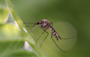 Extra Water Means More Pests