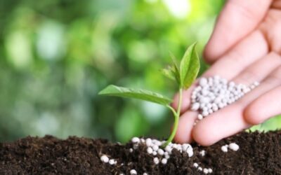 GetPaidStock.com 63f3a842ca545 - Fair Outdoor Design & Maintenance Maximizing Your Lawn’s Health: The Importance of Professional Fertilization
