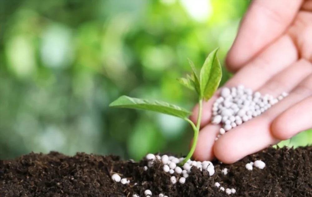 Maximizing Your Lawn’s Health: The Importance of Professional Fertilization